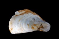 Mytiloides sp